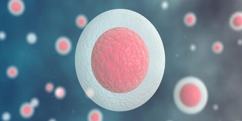 Wann ist eine Eizellspende Sinnvoll