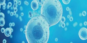 Ist die Anzahl der Eizellen bei der In-vitro-Fertilisationsbehandlung wichtig