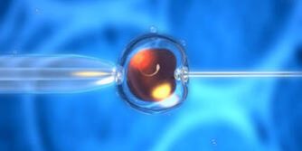 Wie viele Eizellen werden bei IVF befruchtet