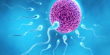 Wie lange dauert die Befruchtung bei IVF