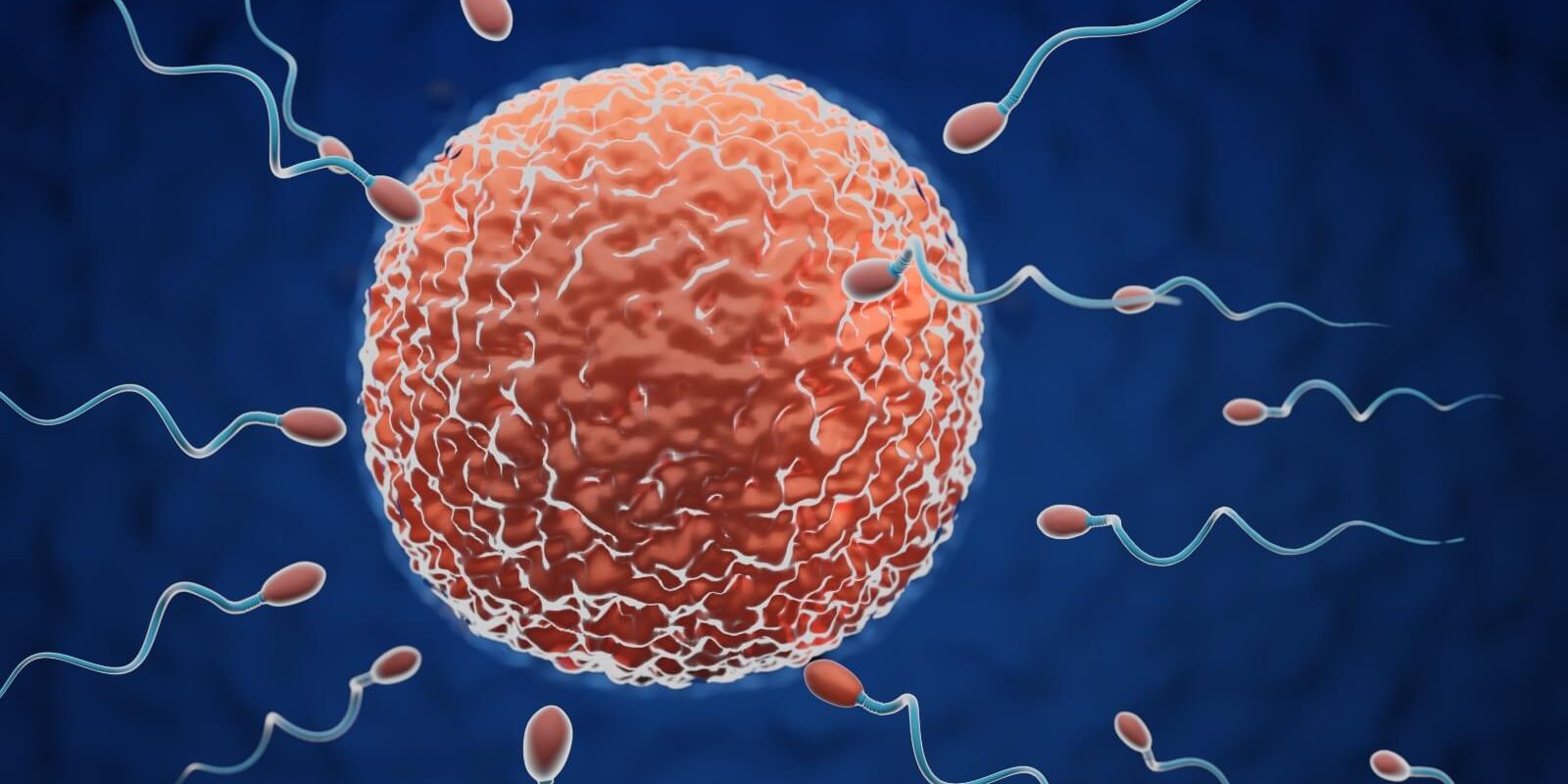 Immunologische Unfruchtbarkeit