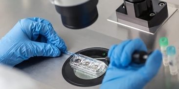 Wie hoch ist die Befruchtungsrate bei der IVF