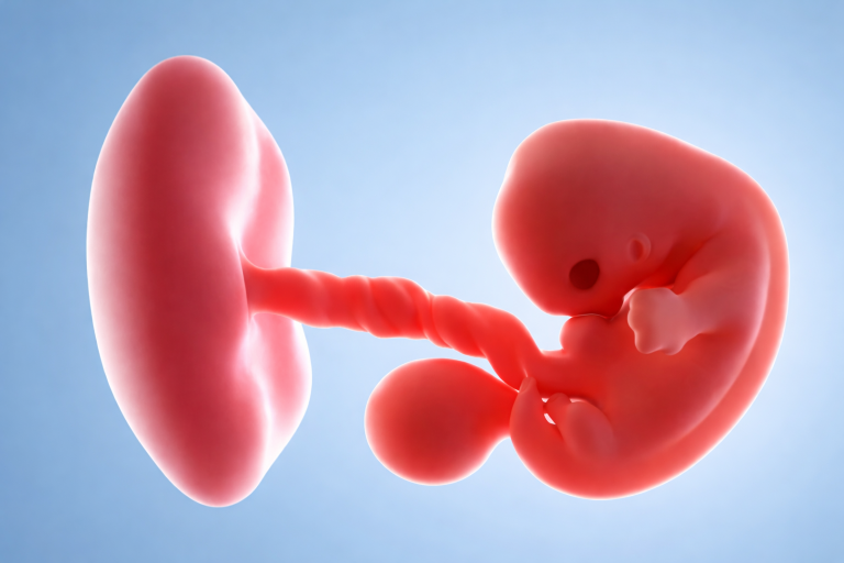 was-sind-die-faktoren-die-die-embryonalentwicklung-beeinflussen Was sind die Faktoren, die die Embryonalentwicklung beeinflussen